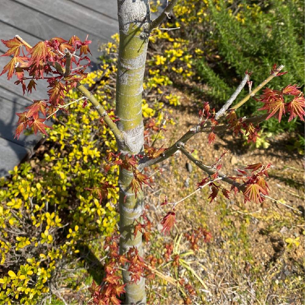 これから の投稿画像 By あ恋もさん シャクトリムシともみじ新緑とわかるかな と賑やかになってきた と新しい葉っぱと擬態と知らぬ間にとどこから来たの 月3月23日 Greensnap グリーンスナップ