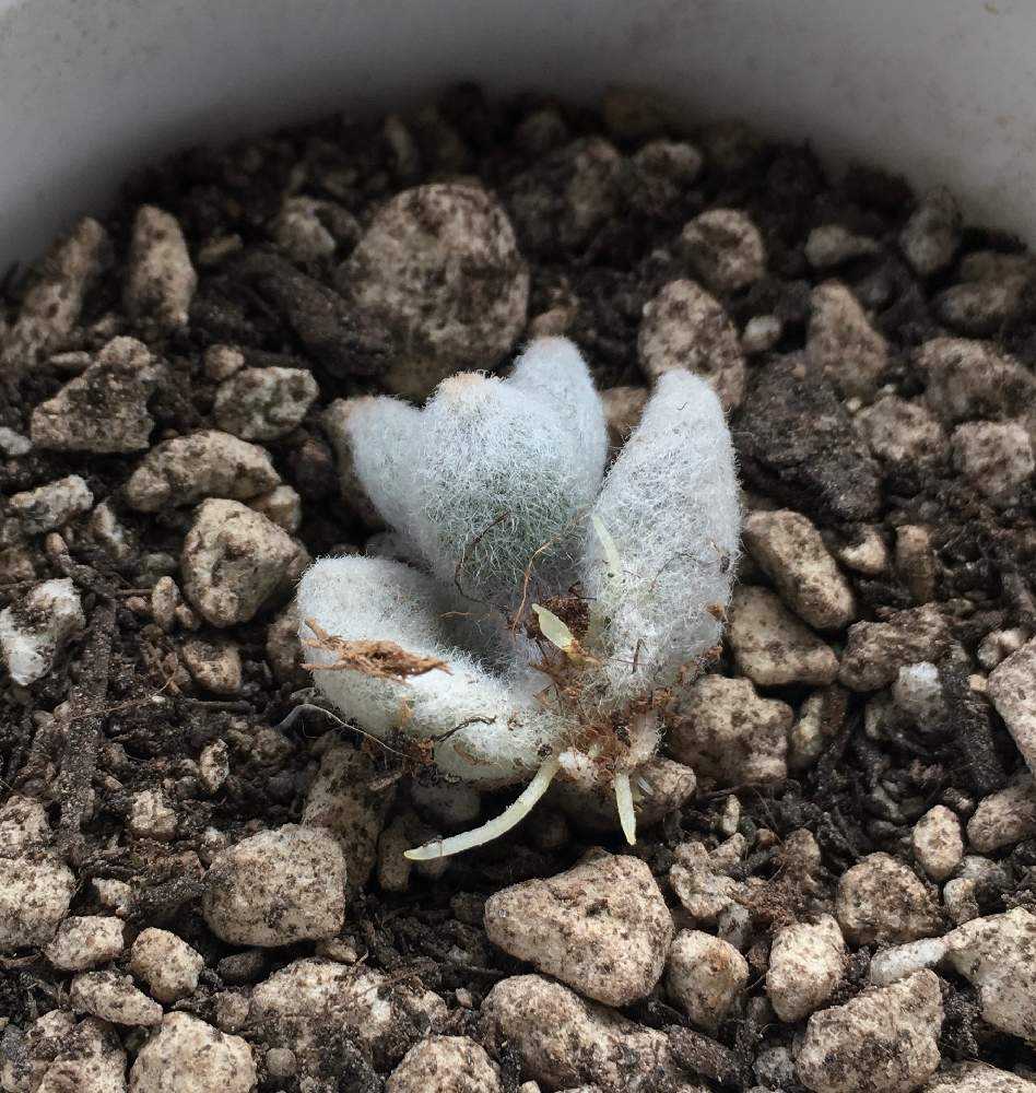 カランコエ 雪だるま(〃艸〃)｜🍀GreenSnap（グリーンスナップ）