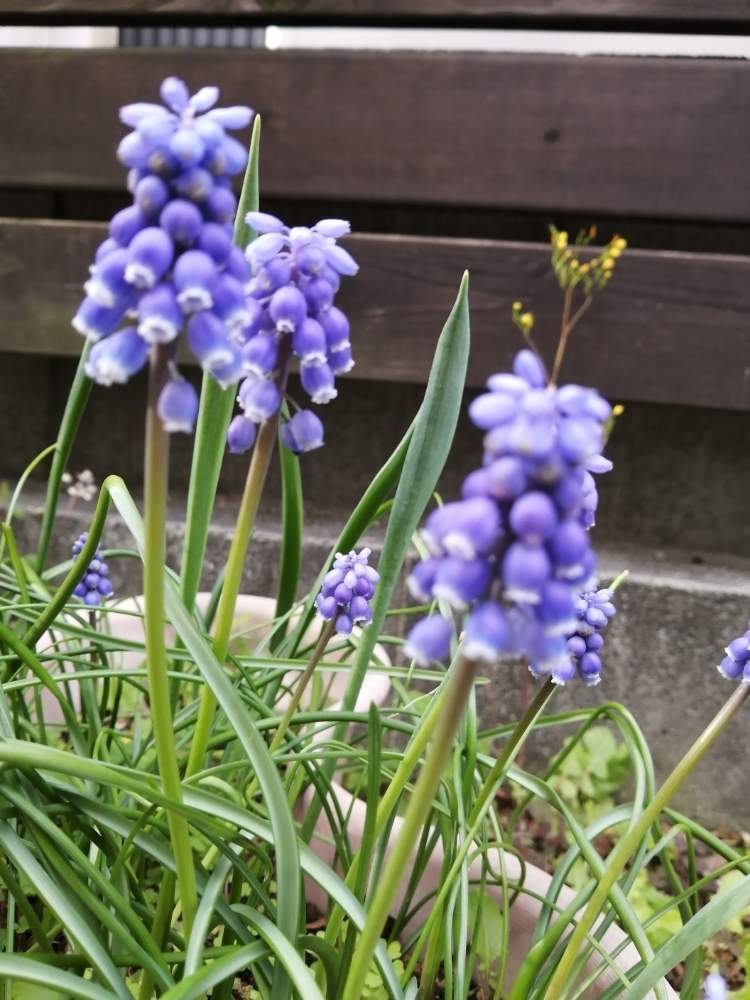 初心者ですの投稿画像 By まりこさん にわと植え替えと花のある暮らしと日陰の庭と地植え 月3月 23日 Greensnap グリーンスナップ