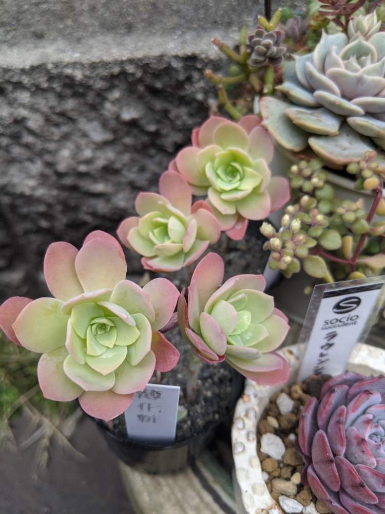 薄化粧の投稿画像 By ここまるさん かわいいと一目惚れと多肉女子と京都タニラー 月3月23日 Greensnap グリーンスナップ