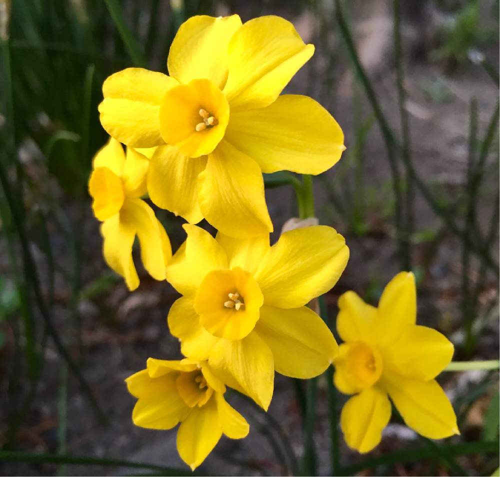 ラッパ水仙の投稿画像 By Ihanaさん ミニラッパ水仙と小さな庭と球根と花のある暮らしとかわいいな と庭植えと地植えと良い香りと球根と花のある暮らしとかわいいな と庭植えと地植えと良い香り 月3月23日 Greensnap グリーンスナップ Greensnap