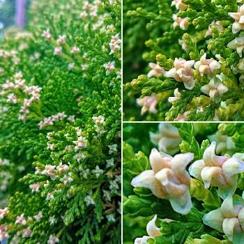 コノテガシワの花 の投稿画像一覧 Greensnap グリーンスナップ