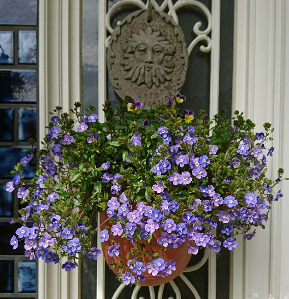 ベロニカオックスフォードブルーの投稿画像 By ちっちさんさん ビオラ と寄せ植えとハンギングと鉢植えと花のある暮らし 月3月23日 Greensnap グリーンスナップ