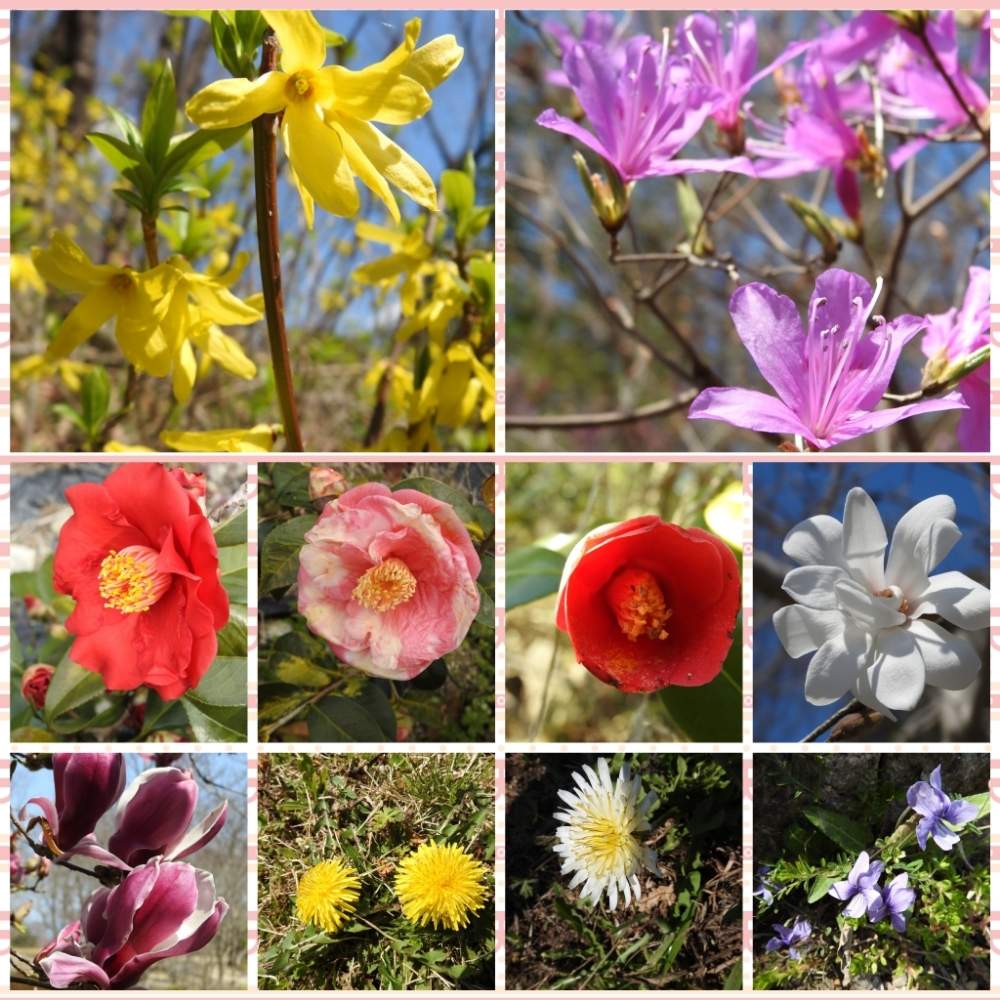 可愛い花の投稿画像 By まっさんno 1さん Gs映えとウオーキングと綺麗な花 と花のある暮らしとgreen Up 月3月23日 Greensnap グリーンスナップ
