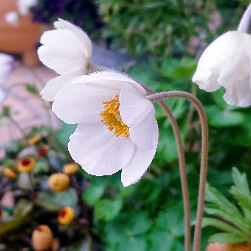 アネモネの投稿画像 By りんさん アネモネ シルベストリスとアネモネ シルベストリス マドンナとアネモネ シルベストリス マドンナと小さな庭と花のある暮らしと アネモネとアネモネ シルベストリスと花のある暮らしと アネモネとアネモネ シルベストリス 月3月