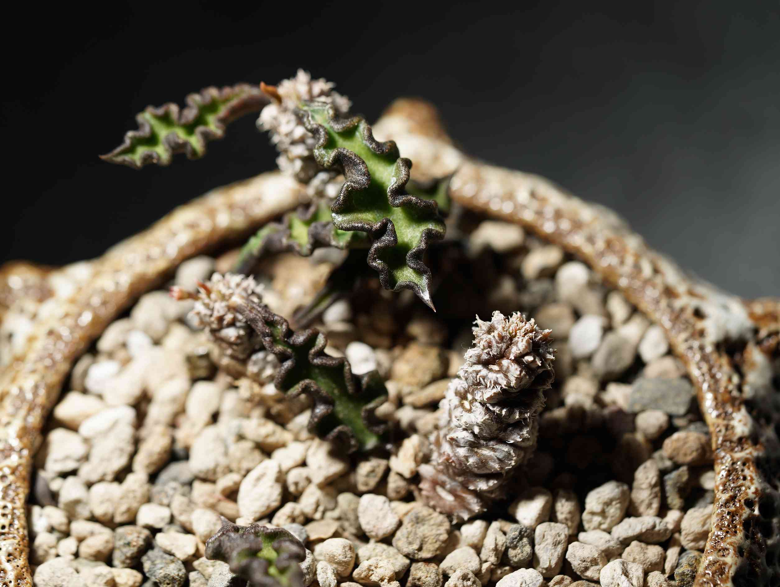 ユーフォルビア デカリー 植え替え｜🍀GreenSnap（グリーンスナップ）