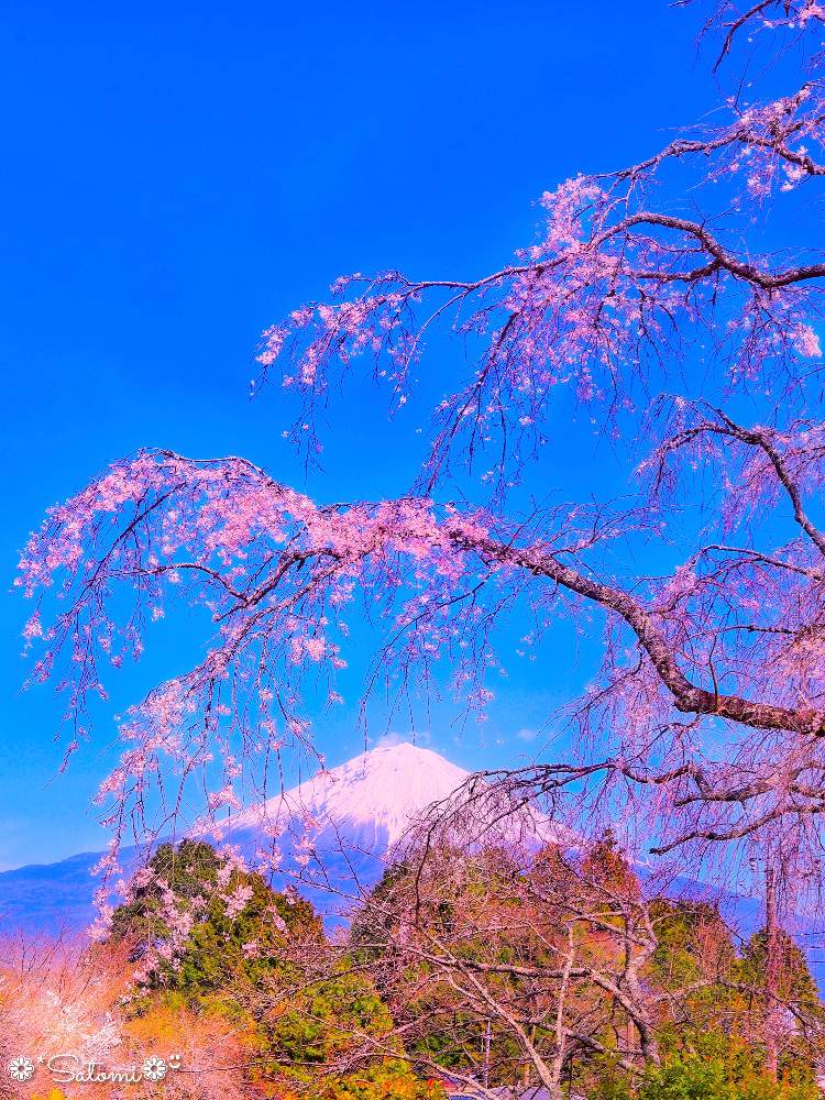 富士山の投稿画像 By Satomi さん 幻想的とカメラ女子と癒しとさくら 桜 サクラとしだれ桜 とそらと花のある暮らしと富士宮市とフォトジェニックと桜フォトコン 月3月23日 Greensnap グリーンスナップ