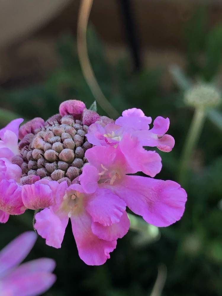 スカビオサの花の投稿画像 By 早優さん スカビオサ ピンクと小花会と おうち園芸 フォトコンテスト 月3月24日 Greensnap グリーンスナップ