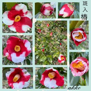 野菜畑の花の画像 by ひみつのアッコちゃんさん | 畑と斑入り椿と花のある暮らしと野菜畑の花