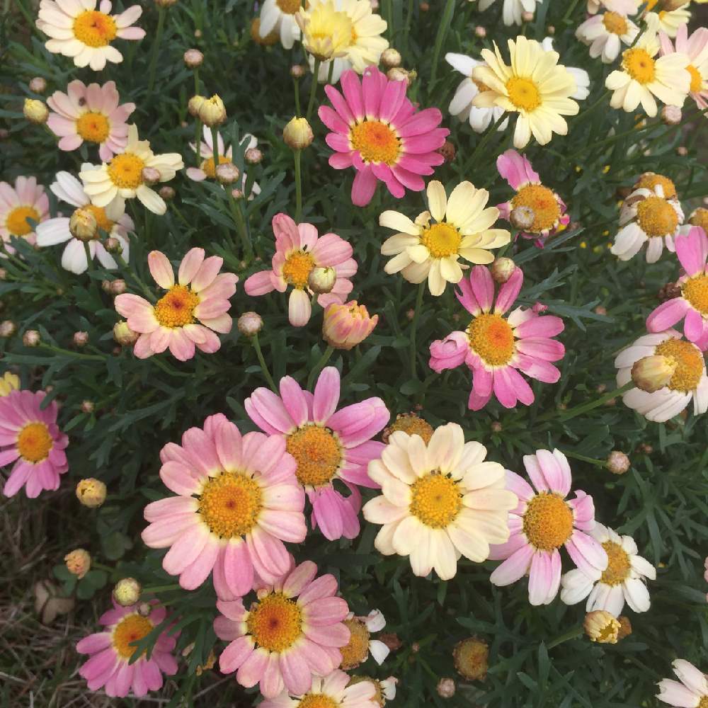 マーガレットの投稿画像 By Yukkyさん 道端徘徊同盟とカラフルと無加工picとお写ん歩と道端の花と奄美大島と花 のある暮らしとiphone撮りと頑張ろう ニッポン とお出かけ先と道端徘徊同盟とカラフルと無加工picとお写ん歩と道端の花と奄美大島と花のある暮らしと