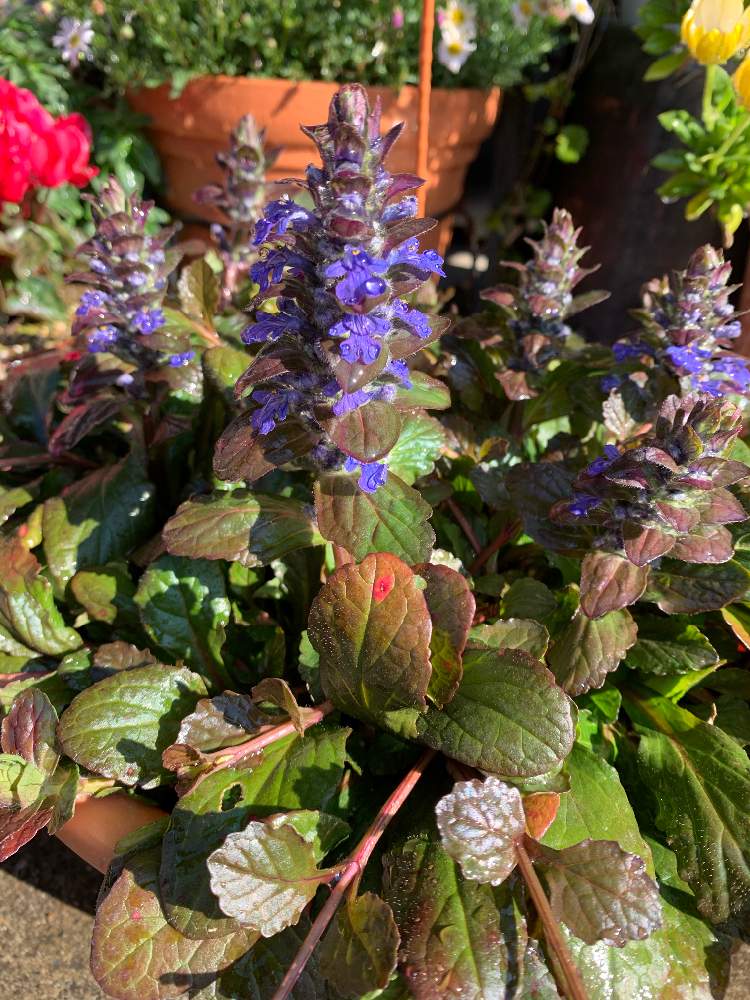 アジュガの投稿画像 By Yuccaさん 山梨県 月3月24日 Greensnap グリーンスナップ