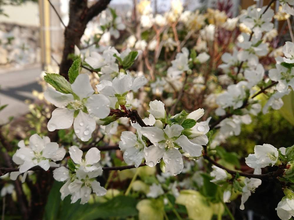 白実ユスラウメの投稿画像 By 福ちんさん 月3月24日 Greensnap グリーンスナップ