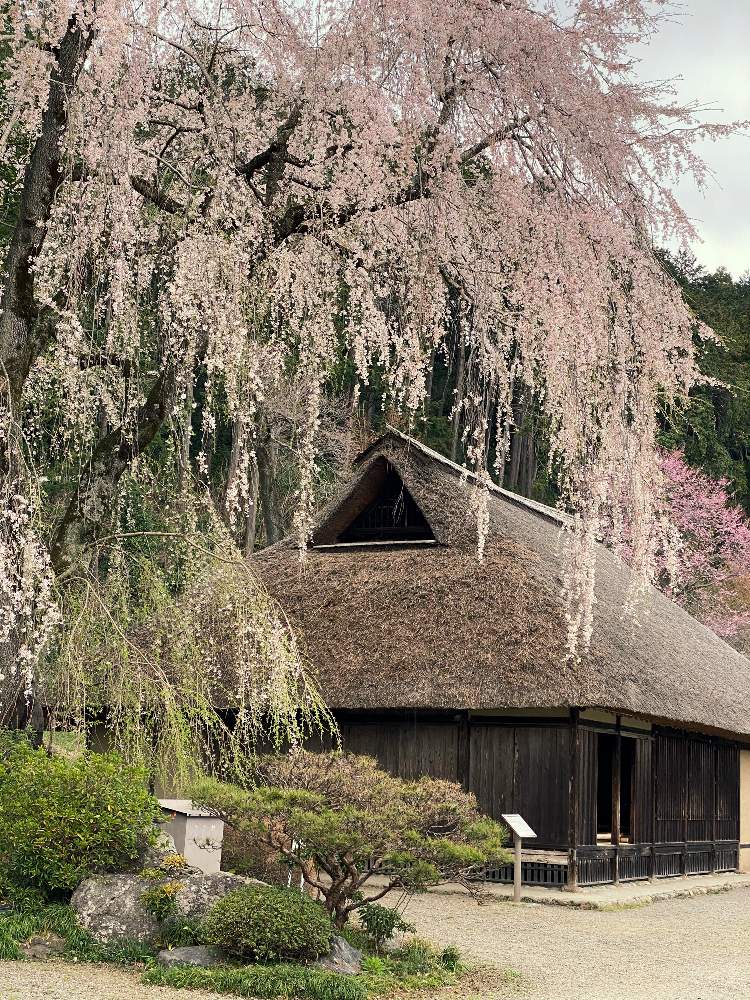 花のある暮らしの投稿画像 By Mayさん しだれ桜 と高麗神社と高麗家住宅 月3月24日 Greensnap グリーンスナップ