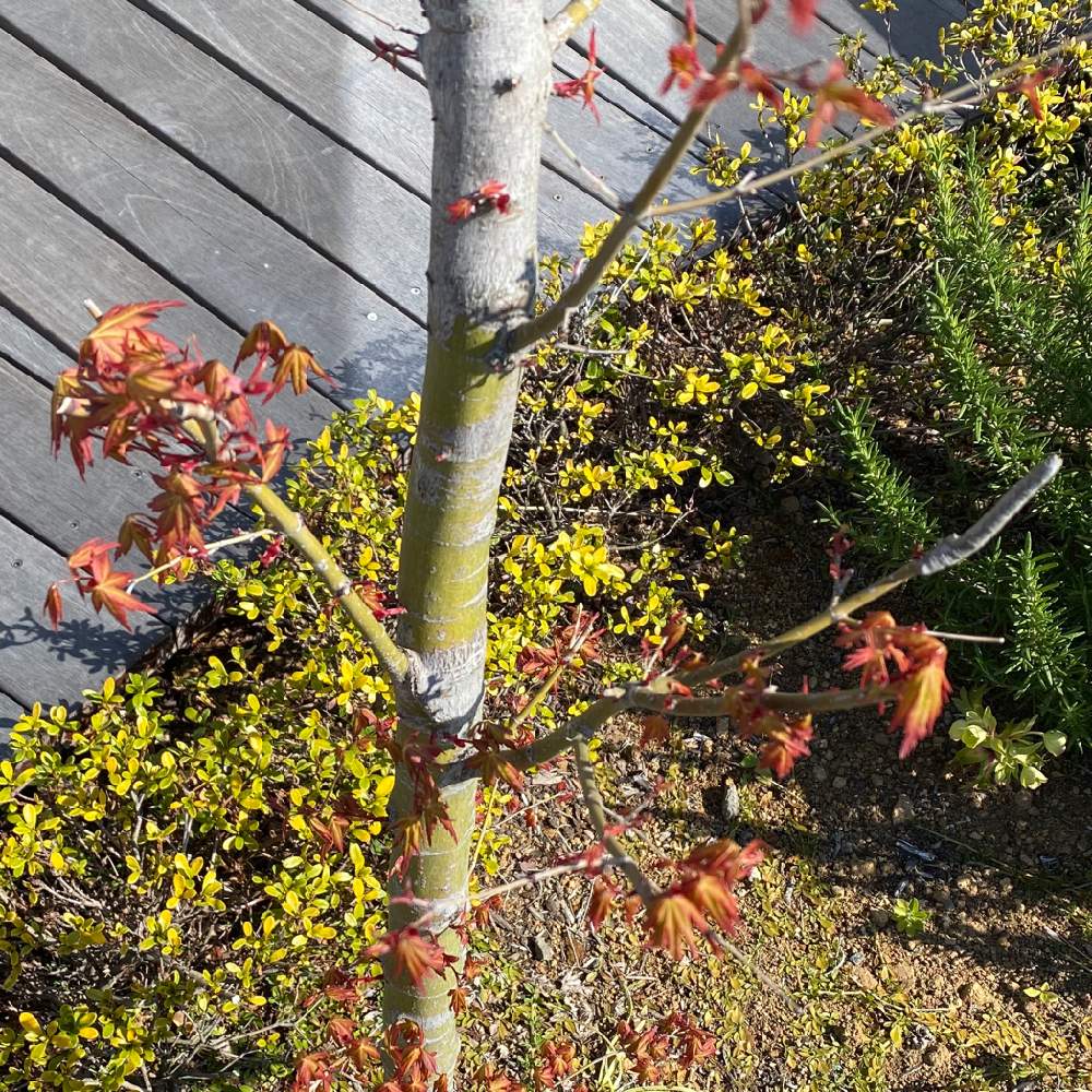 シャクトリムシの投稿画像 By あ恋もさん もみじ新緑とわかるかな と新しい葉っぱと擬態と知らぬ間に 月3月24日 Greensnap グリーンスナップ