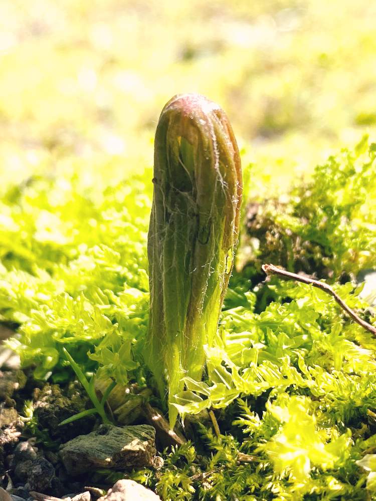 ヤブレガサの投稿画像 By Kapponさん 野草と花のある暮らし 月3月24日 Greensnap グリーンスナップ