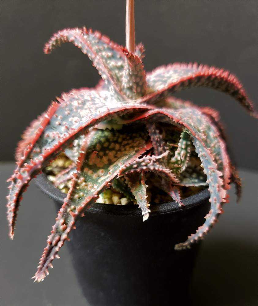 アロエ ドニーの投稿画像 By 熊みたいな熊さん 多肉植物とアロエ科と観葉植物と室内栽培専門と多肉大好きと草植系男子とタニラーと珍奇植物とled栽培 月3月24日 Greensnap グリーンスナップ