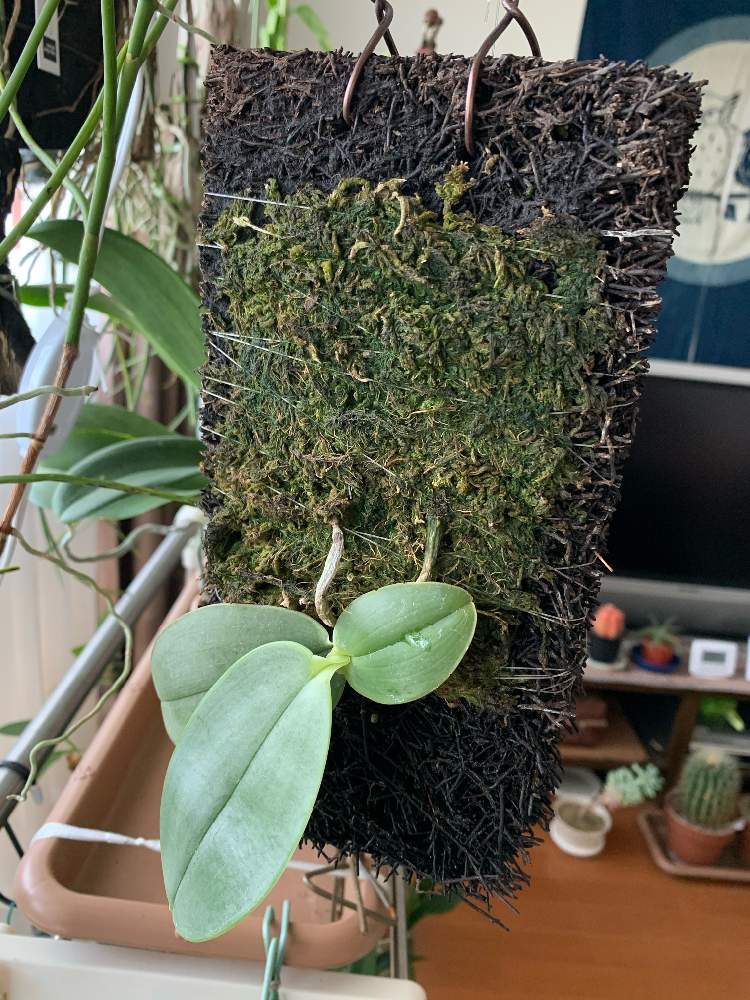 原種 胡蝶蘭 ギガンティア ファレノプシス 蘭 洋ラン 洋蘭 phal