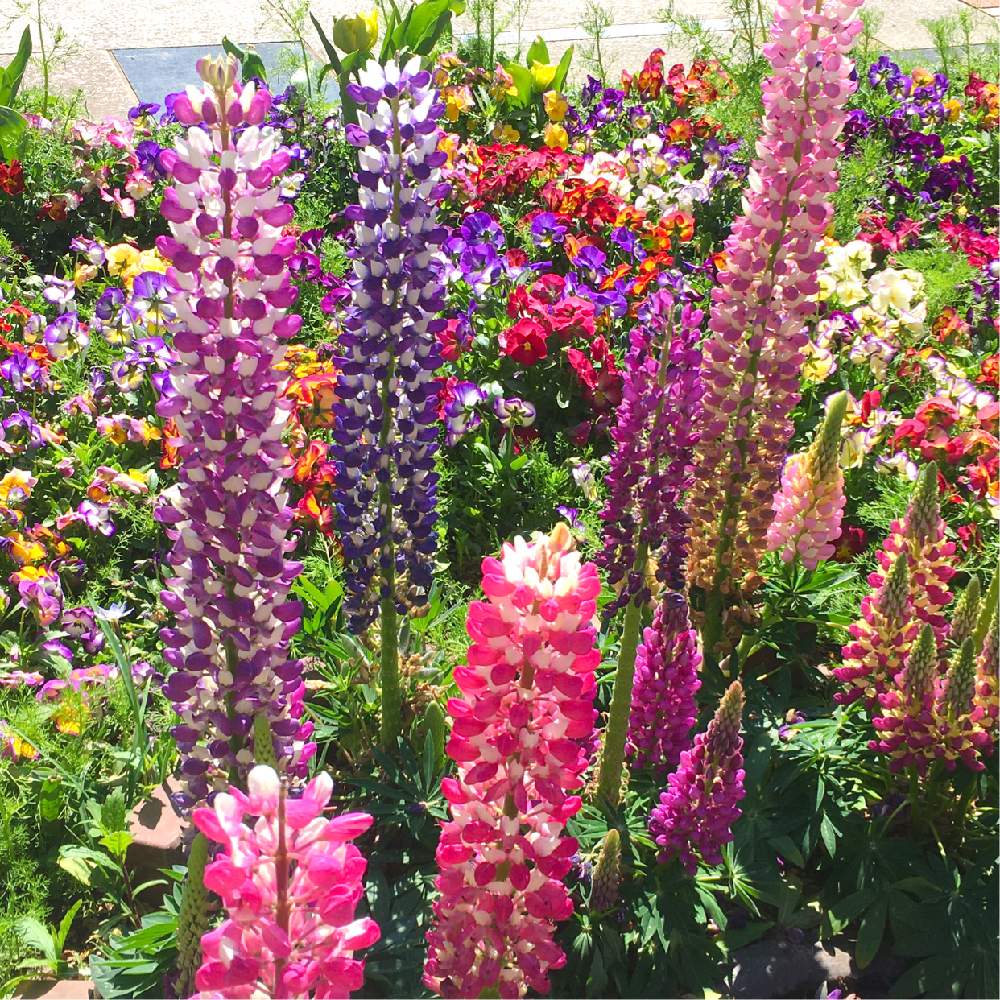 ルピナスの投稿画像 By Takayukiさん 花のある暮らしとまぶしい 月3月24日 Greensnap グリーンスナップ