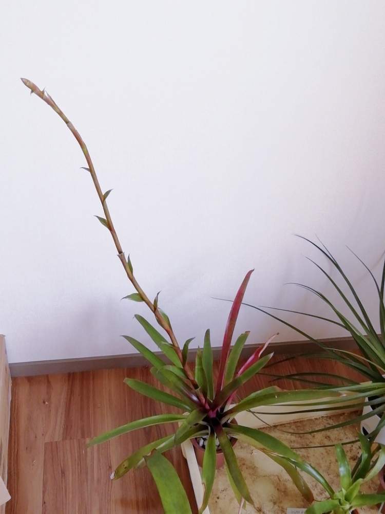 ソムニアンスの投稿画像 By しんごろ さん 月3月24日 Greensnap グリーンスナップ