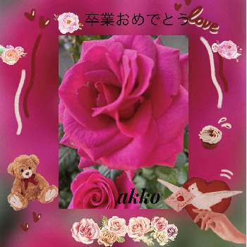 お祝いの花の画像 by ひみつのアッコちゃんさん | 花のある暮らしとお祝いの花