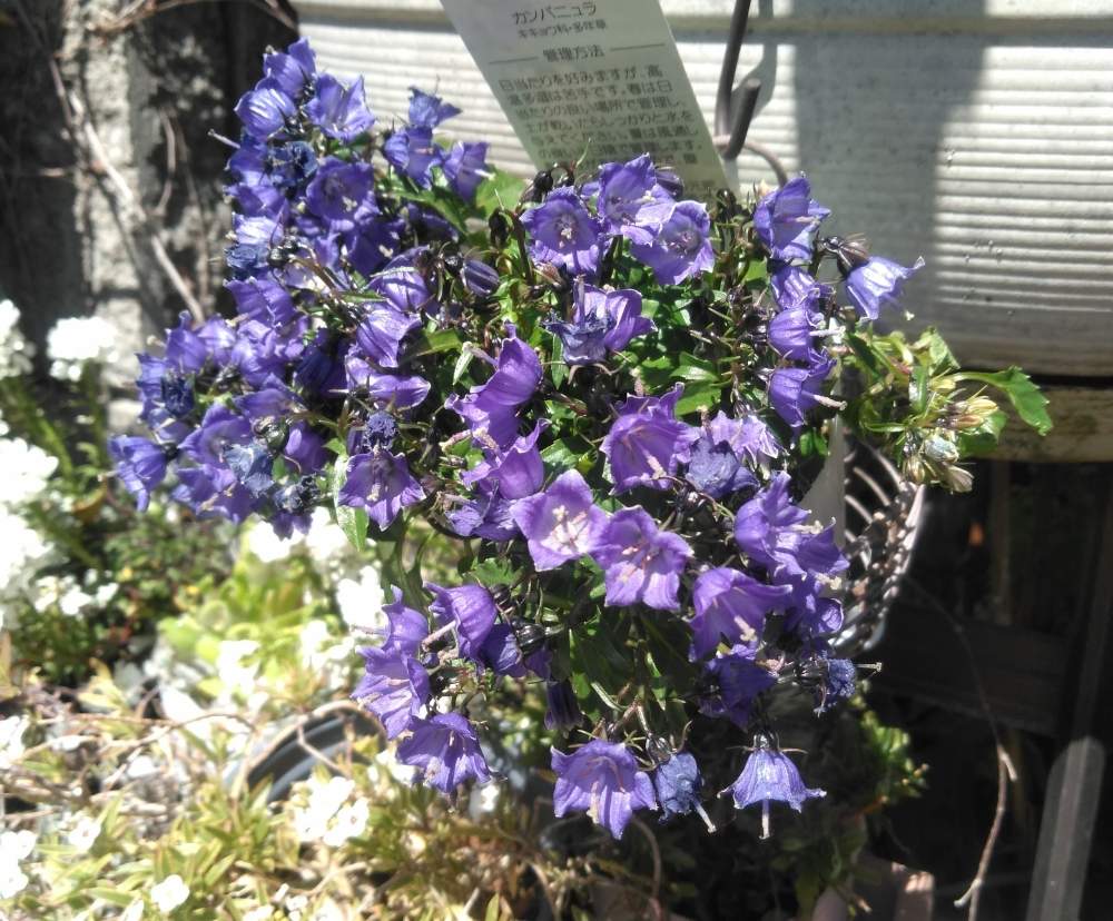 カンパニュラの投稿画像 By ミミさん 紫色の花とおうち園芸と慢性植中毒と園芸植物とかわいい花 月3月24日 Greensnap グリーンスナップ