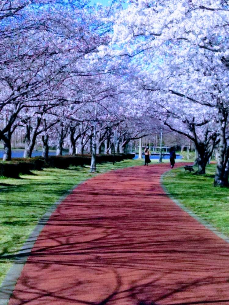 桜の並木道の投稿画像 By M Oさん みさと公園へ 月3月24日 Greensnap グリーンスナップ