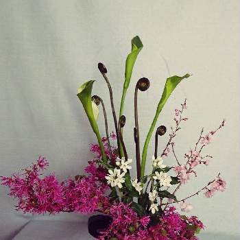緋寒桜の投稿画像一覧 Greensnap グリーンスナップ 緋寒桜の投稿画像一覧 Greensnap グリーンスナップ