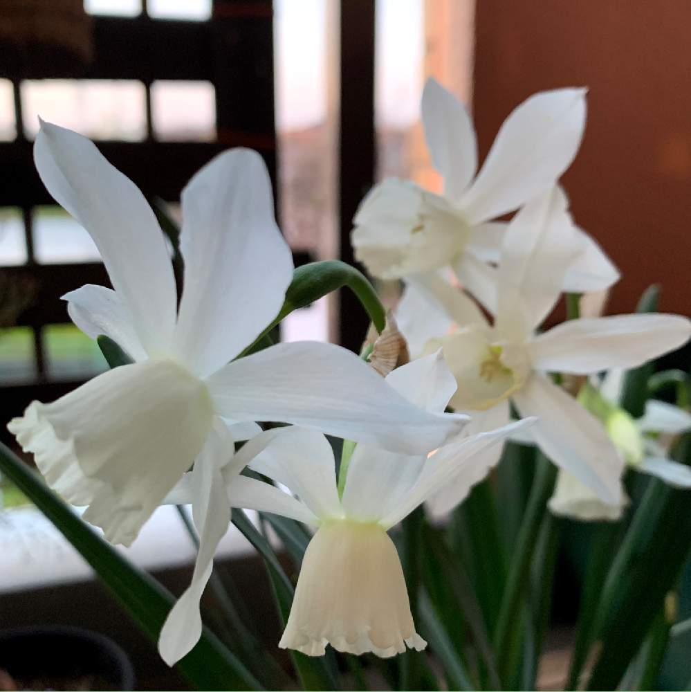 スイセンの投稿画像 By Satsuki6さん スイセン タリアと球根植物と白い花とさいた 月3月24日 Greensnap グリーンスナップ