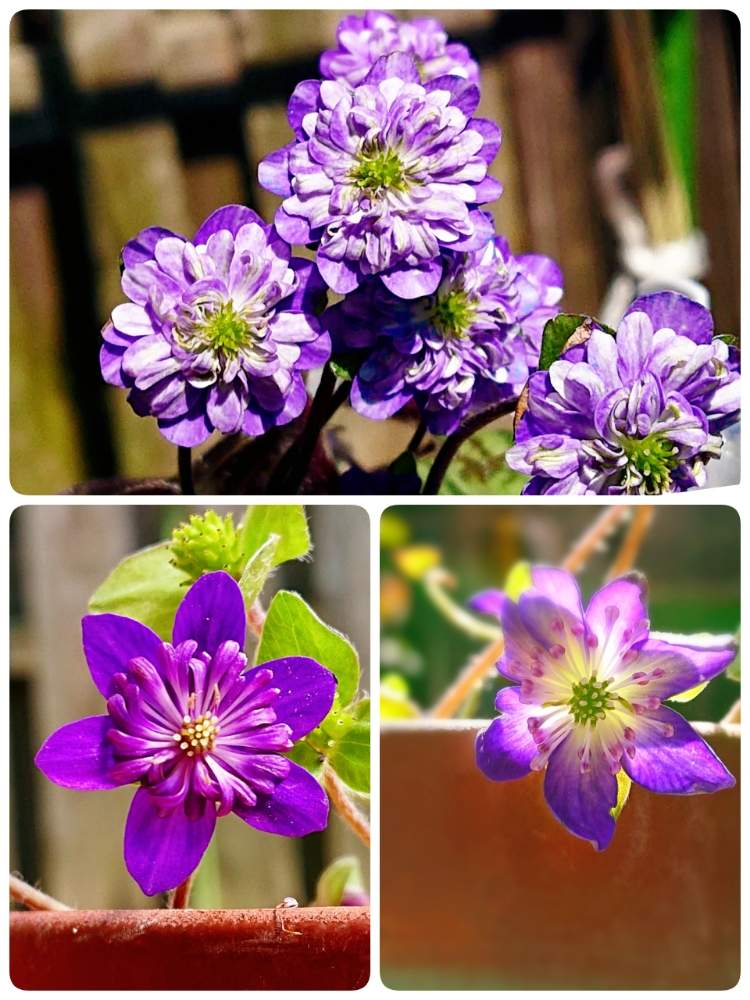 雪割草 ミスミソウ の投稿画像 By Keiさん かわいいな と花のある暮らしとむらさきのはなと待ってました 月3月24日 Greensnap グリーンスナップ