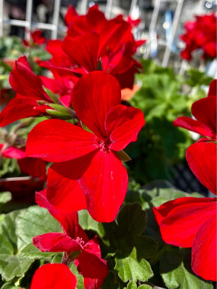 ゼラニウムの投稿画像 By さいたまさん ゼラニューム カリエンテ ファイヤーと赤の輝き と近所の園芸店とイキイキ と休日の過ごし方と小さい花の癒し と皆様に心から感謝 と花のある暮らしと花びらの魅力 とお出かけ先とred Red Redと赤の輝き と近所