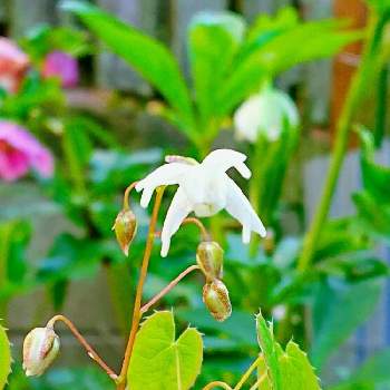 待ってました❣️の画像 by keiさん | 小さな庭とイカリソウと待ってました❣️と白いお花と花のある暮らしと白いイカリソウとかわいいな♡