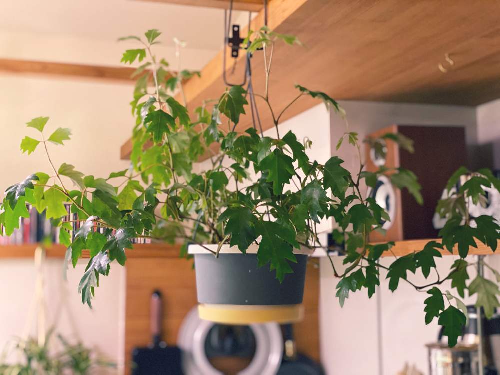 エレンダニカの投稿画像 By ヌマ餃子さん 水やり我慢とiphone11promaxと観葉植物と水やりとled浴と植中毒と根活と鉢植えとdiyと室内パーゴラ 月3月24日 Greensnap グリーンスナップ