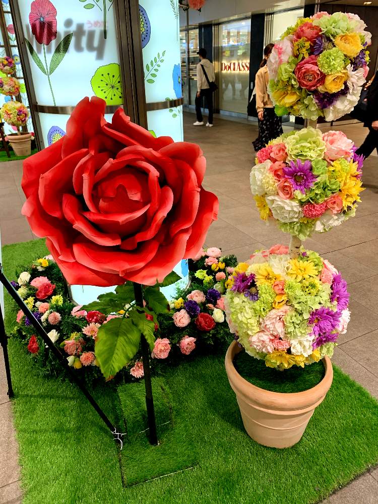 春のお花の投稿画像 By 生茶パンダさん 花のある生活と赤い花とフラワーアレンジメントと花のある暮らしと花が好き 月3月24日 Greensnap グリーンスナップ