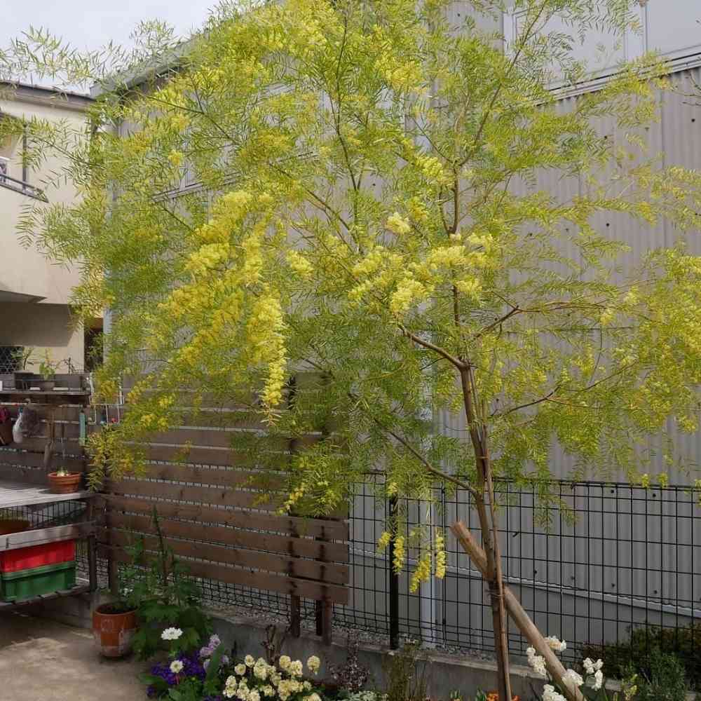 ミモザアカシア<10>)花付きフレッシュ枝100サイズ箱いっぱい ミモザアカシア<10>)花付きフレッシュ枝100サイズ箱いっぱい