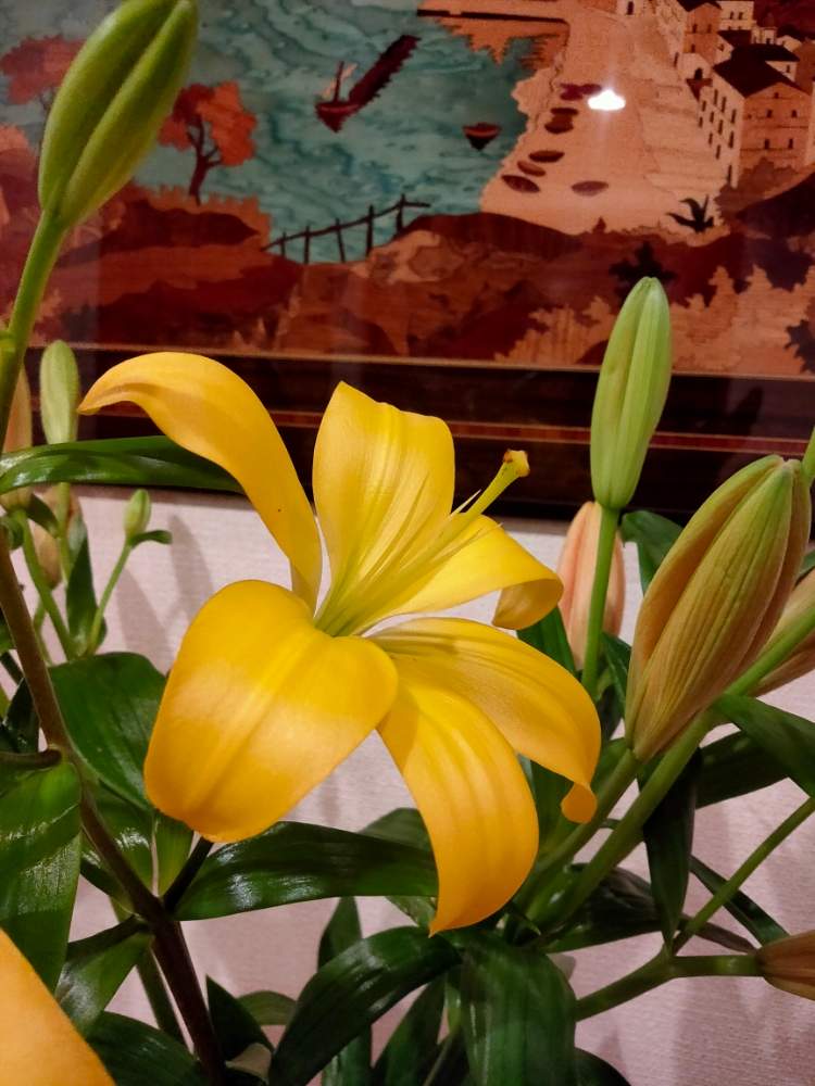 ゆりの投稿画像 By ちぃしさん Weekend Flowerとおうちフラワーフォトコンテストとおうち園芸と今日のお花とこういう時こそお花を飾ろうと花 のある暮らしと切り花 月3月24日 Greensnap グリーンスナップ