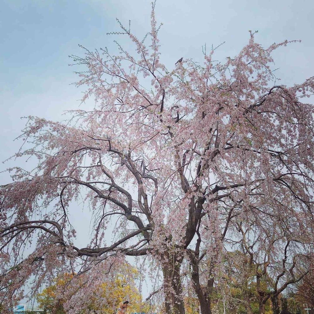 naoさんの山下公園への投稿