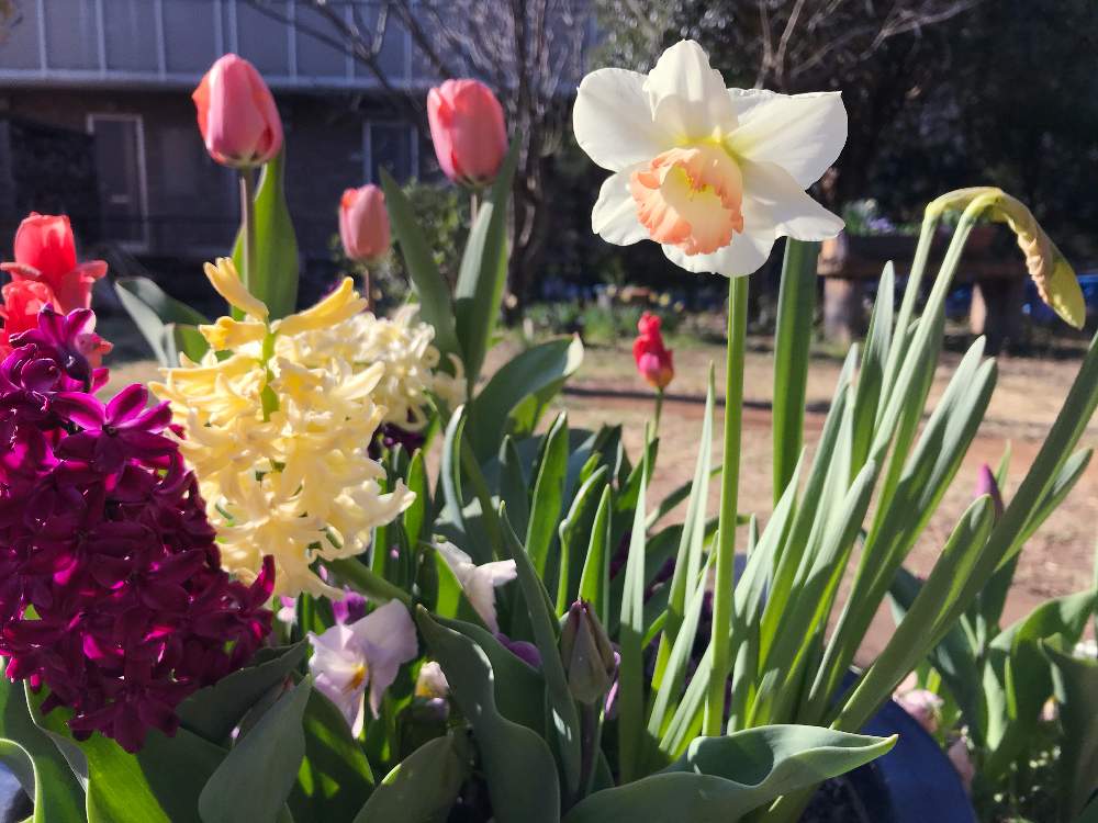 チューリップの投稿画像 By 噴水さん 水仙とヒヤシンス ジプシークイーンとヒヤシンス ウッドストックと春のお花と水仙いいな とさいた と花のある暮らしとかわいいな と球根植物 月3月24日 Greensnap グリーンスナップ