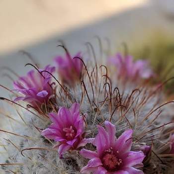 多肉植物 サボテンの投稿画像一覧 Greensnap グリーンスナップ