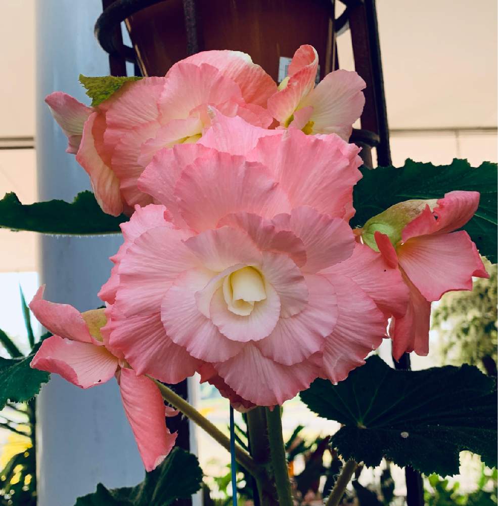 ベゴニアの投稿画像 By Masarさん ピンクの花とはなまっぷと美しいときれいな色とベゴニア と花フォトといやし 月3月25日 Greensnap グリーンスナップ
