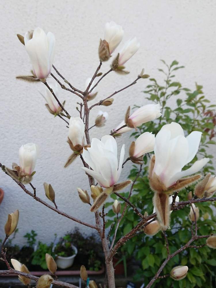 白花姫コブシの投稿画像 By 福ちんさん 小さな庭 月3月25日 Greensnap グリーンスナップ Greensnap グリーンスナップ