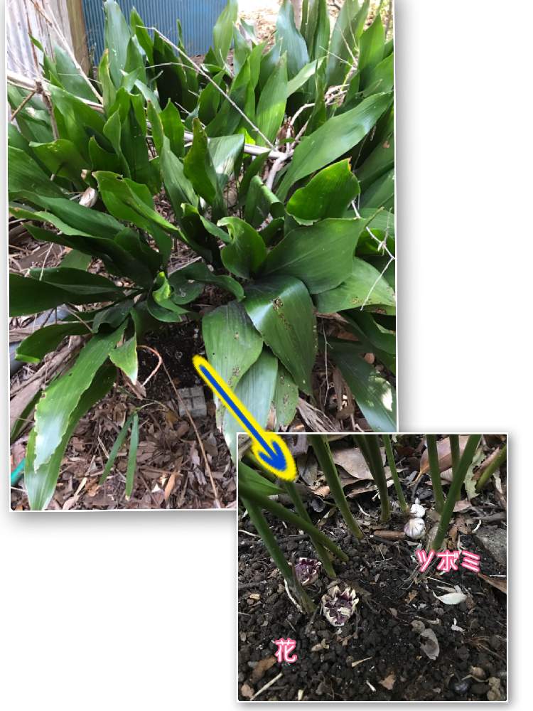 ハランの投稿画像 By 檀 Mayumiさん ハランの花とハランの蕾と初めてと咲いてた と放ったらかしの庭 月3月25日 Greensnap グリーンスナップ