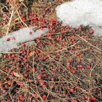 アスパラガスの実の投稿画像一覧 Greensnap グリーンスナップ