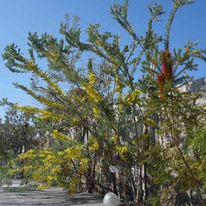 開花,庭木,オージープランツ,屋上ガーデン,花のある暮らしの画像