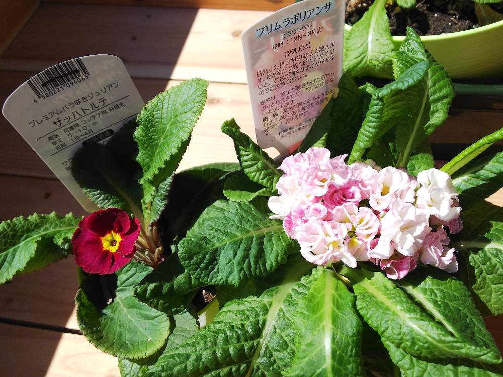 プリムラポリアンサの投稿画像 By しずかむさん プリムラジュリアン ザッハトルテと観葉植物と花のある暮らしと春がきた 月3月25日 Greensnap グリーンスナップ