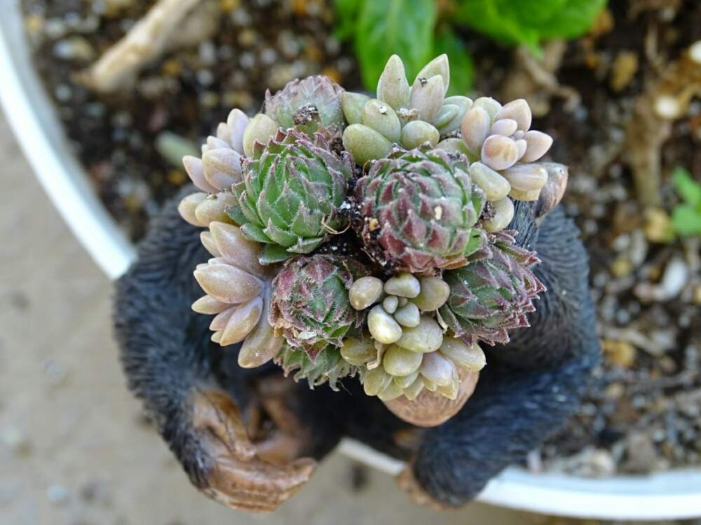 観葉植物の投稿画像 By ネコざくらさん 多肉の寄せ植えと花と観葉植物とわが家の観葉植物 と寄せ植えと多肉植物寄せ植えと多肉植物 サボテン 熱帯植物 ジュエルオーキッドとセンペルビウム属と多肉女子と多肉植物とサボテンと観葉植物がスキと花のある暮らしとお花の