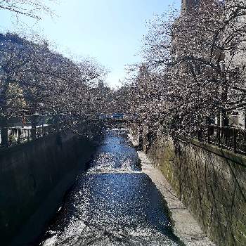 桜前線の画像 by タカさん | お出かけ先とソメイヨシノと中目黒と桜前線とそれでも花は咲く