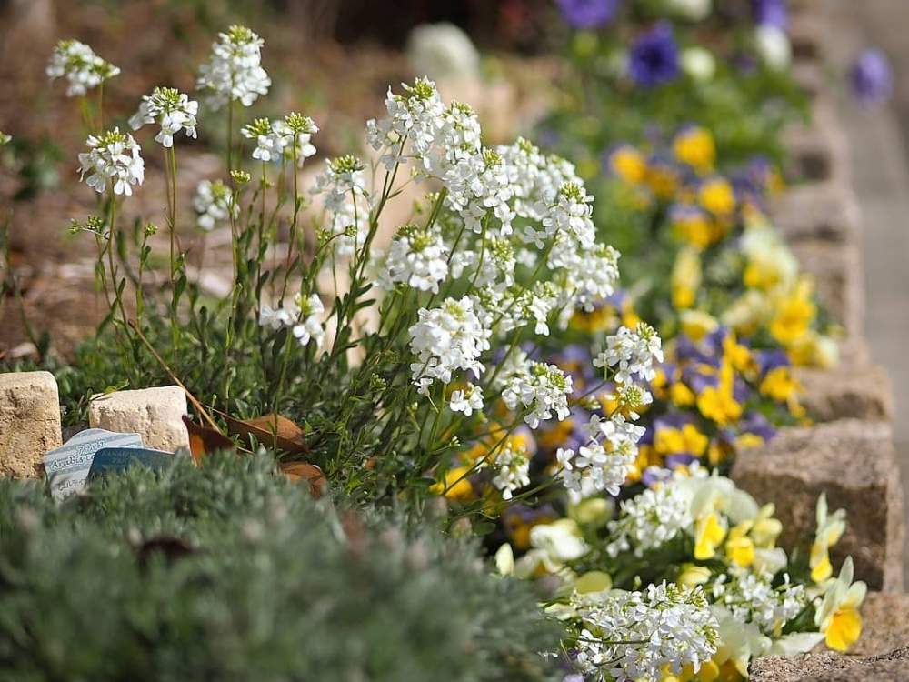 アラビスの投稿画像 By Ougさん ナチュラルガーデンと手作り花壇とミニ花壇と花のある暮らしと庭の宿根草 月3月25日 Greensnap グリーンスナップ