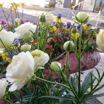 GSタイムの画像 by とっしーさん | 小さな庭とラナンキュラスラックス　ニノスとホワイトとGS映えと花壇DIYと岐阜県とラナンキュラス・ラックスと我が家の花壇と❇︎ラナンキュラスと花のある暮らしとGSタイム
