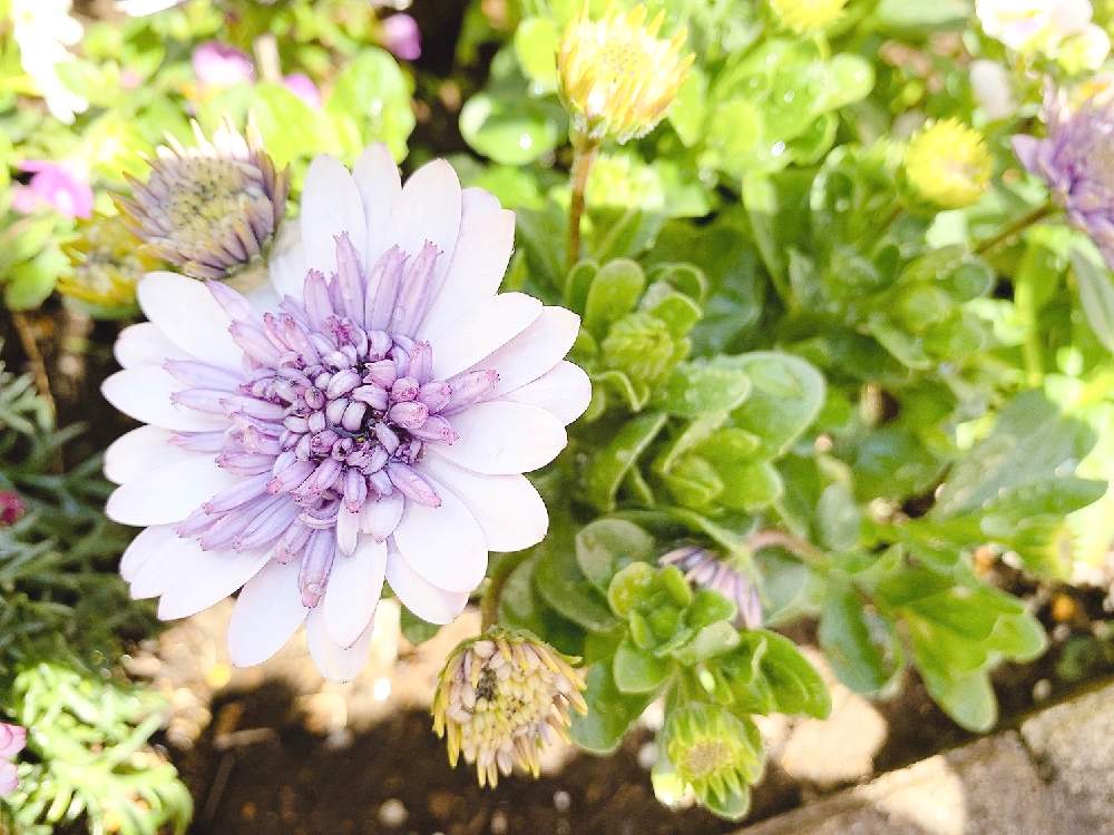 オスペオスペルマムの投稿画像 By Haruさん 花のある暮らしとグリーンのある暮らしと緑のある暮らしと おうち園芸 と花のある暮らしとグリーンのある暮らしと緑のある暮らしと おうち園芸 月3月25日 Greensnap グリーンスナップ Greensnap