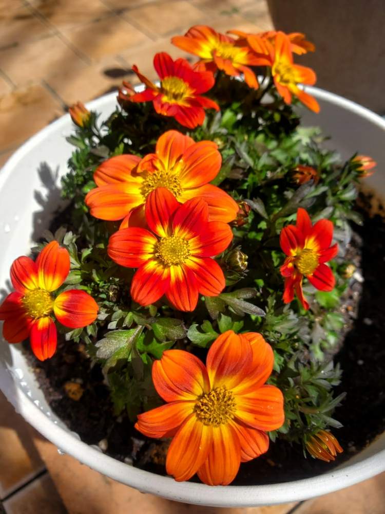 グラデーションの投稿画像 By 葉月さん 花のある暮らしとオレンジ系とﾌﾟﾗﾝﾀｰ植えとグラデーションと花のある暮らしとオレンジ系とﾌﾟﾗﾝﾀｰ植え 月3月25日 Greensnap グリーンスナップ Greensnap グリーンスナップ